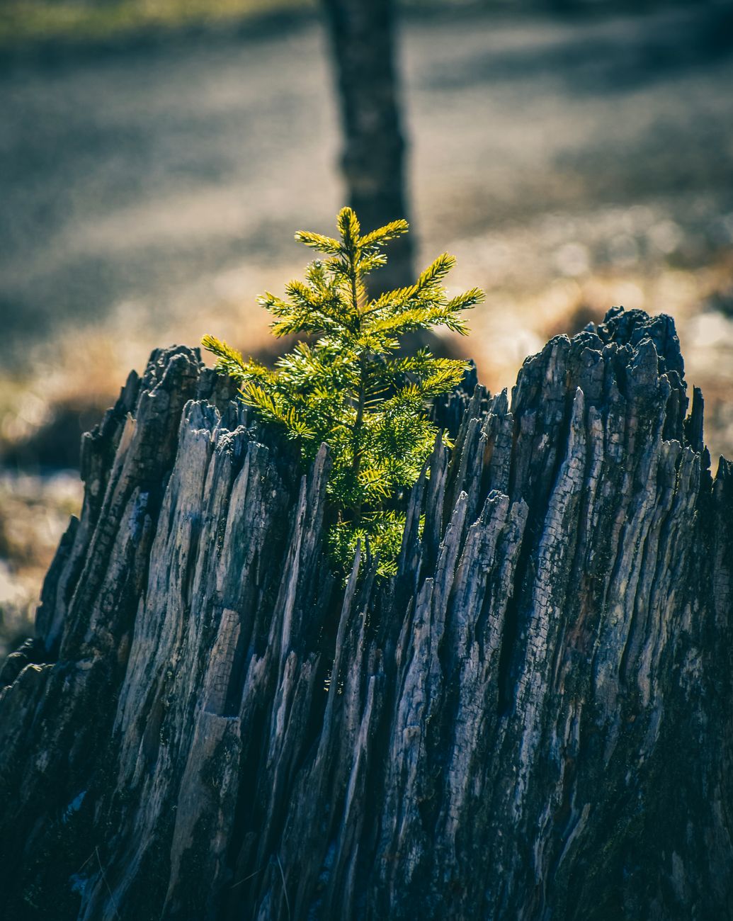 Understanding Christian Growth: 5 Essentials